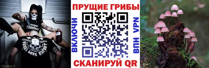 где продают   Приморско-Ахтарск  Псилоцибиновые грибы Psilocybine cubensis 